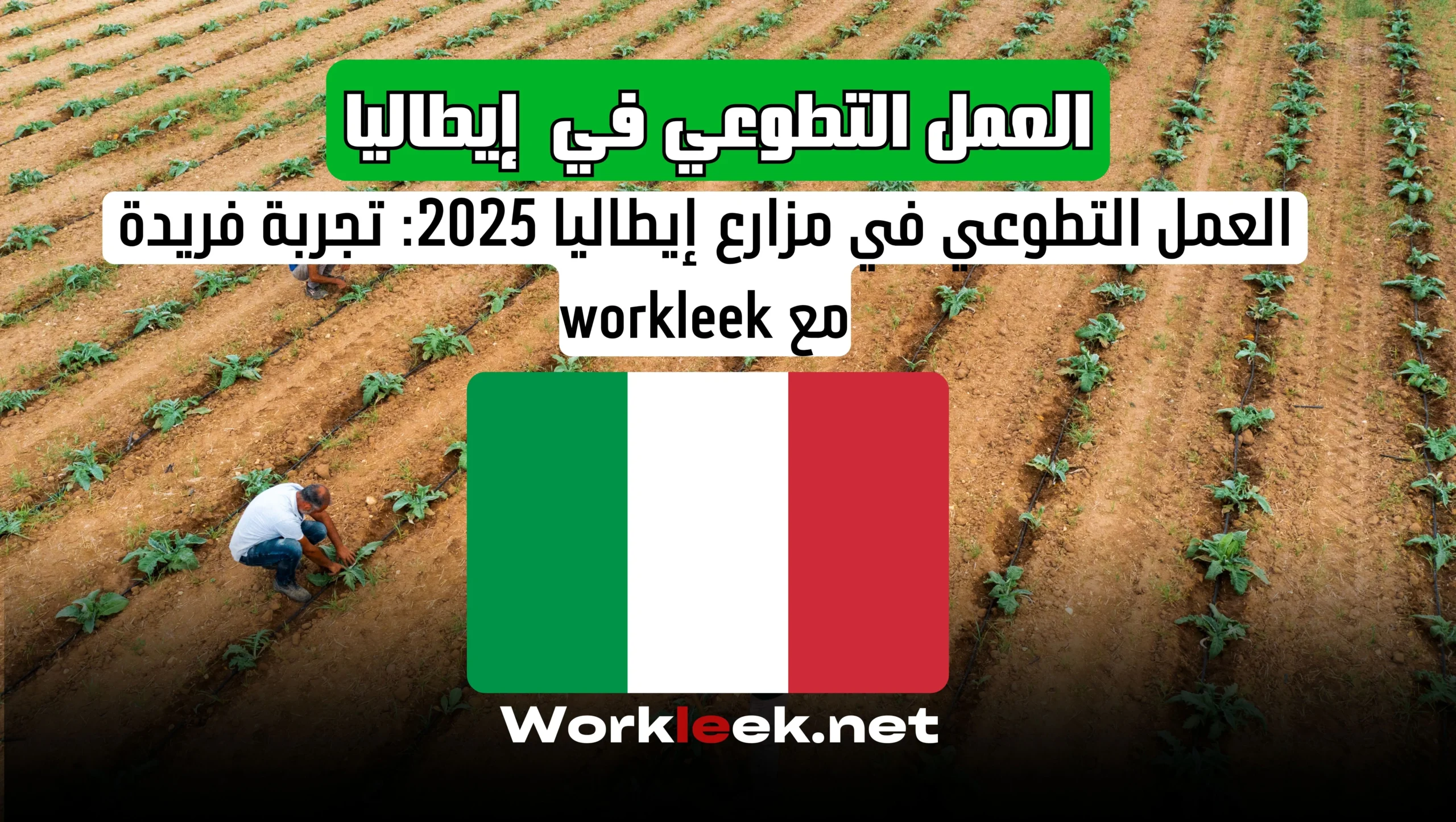 العمل التطوعي في مزارع إيطاليا 2025: تجربة فريدة مع workleek