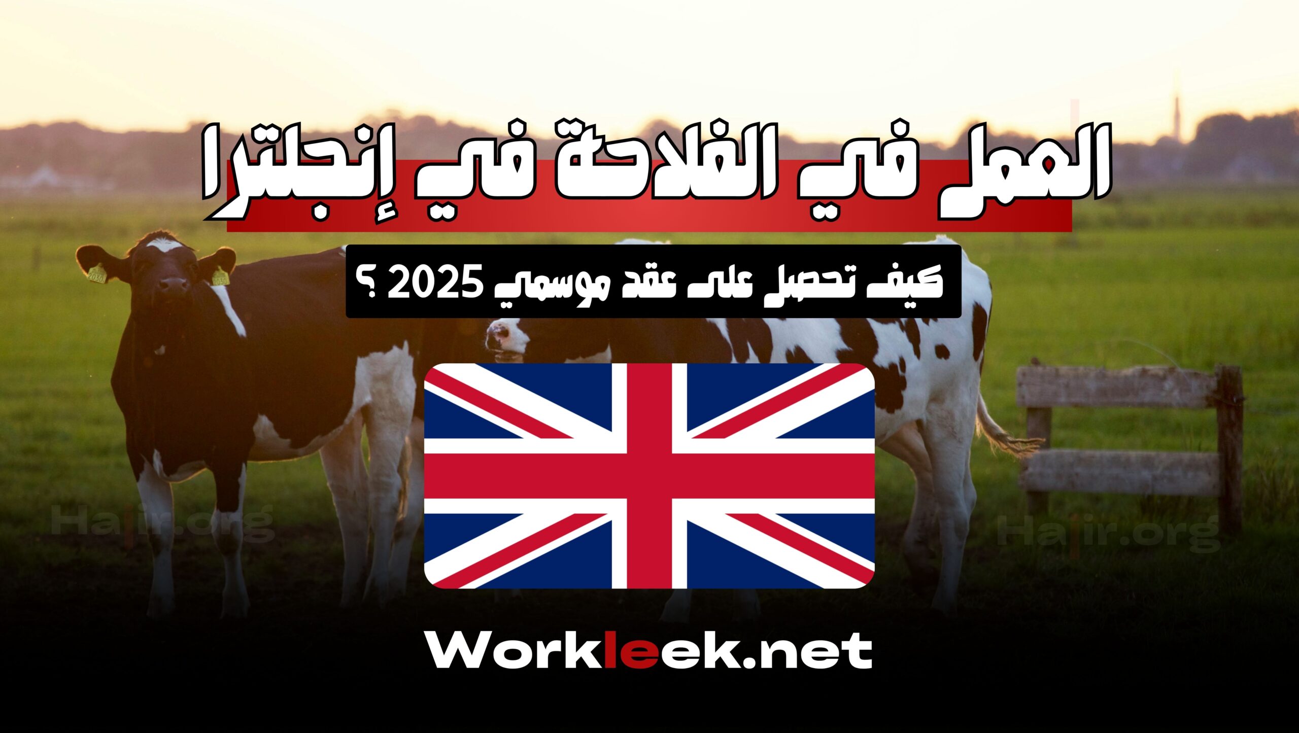 العمل في الفلاحة في إنجلترا 2025: كيف تحصل على عقد موسمي؟