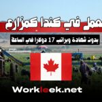 العمل في كندا كمزارع بدون شهادة وبراتب 17 دولارًا في الساعة